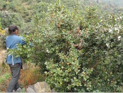 采摘油茶